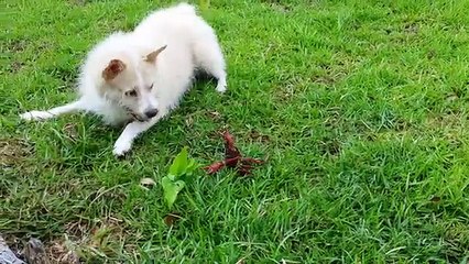 The Funniest Cutest Animal Home Video Bloopers | Funny Pet Videos