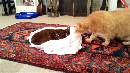 Cat tries to revive his dead friend