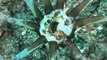 Images incroyables d'un concombre de mer qui se nourrit! Bluffant et magnifique