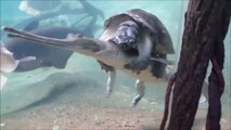 Une tortue chevauche un crocodile dans un aquarium... Dingue