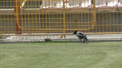 Ce rat et ce corbeau se disputent un morceau de nourriture et vous allez voir que le rat se défend bien!