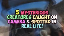 5 Mysterious Creatures Caught On Camera & Spotted In Real Life!