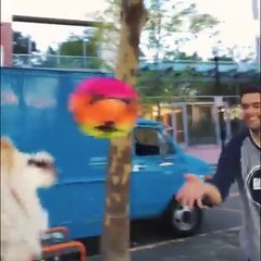 Dios mío, cómo ha aprendido este corgi a hacer esto Se ve tan feliz