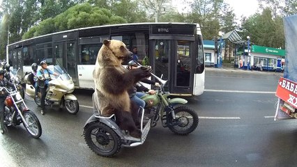 Bear Rides Motorcycle