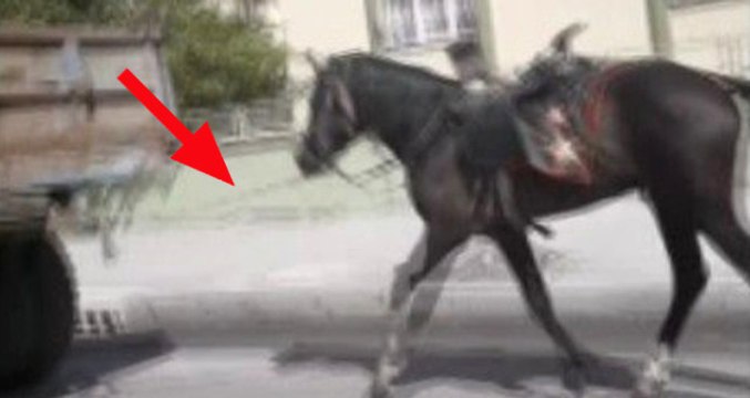 Vicdansız Sürücü, Traktör Römorkunun Arkasına Bağladığı Atı Kilometrelerce Koşturdu