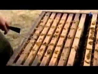 Extinction des abeilles ? Pourquoi ?