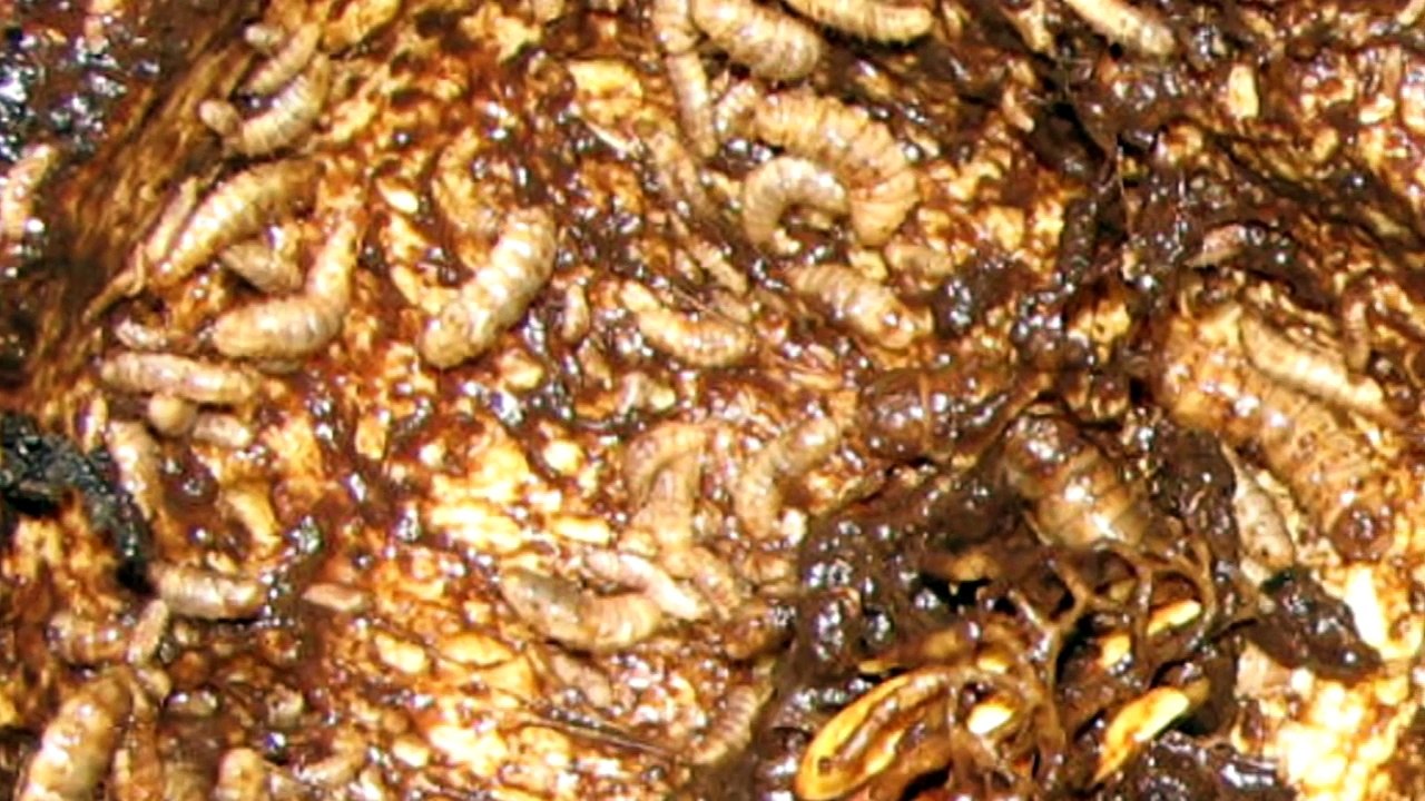 13 Terrifying Bug Infestations