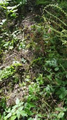 How Not To Cut Down a Tree