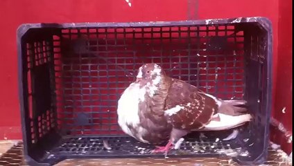الحمام الزاجل ذكر بولو للبيع عند الجابري س ع البحراوي