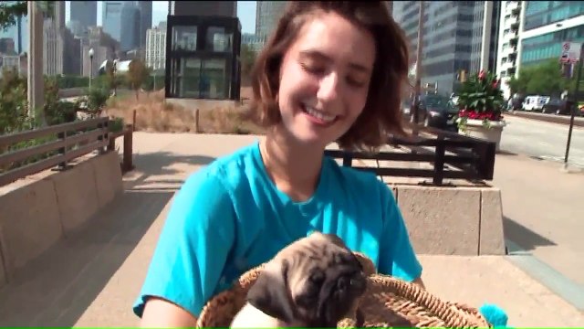 Boy Diagnosed With Rare Bone Cancer Gifted With Pug Puppy