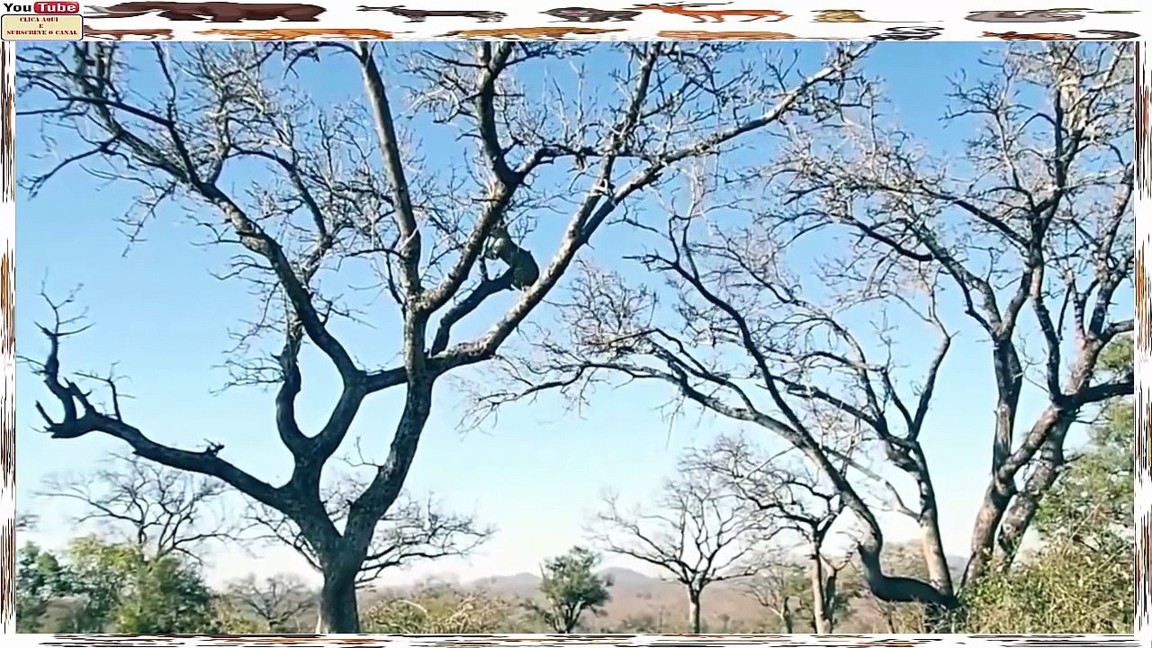 Leopardos Trapezistas e Voadores Caçando Macacos