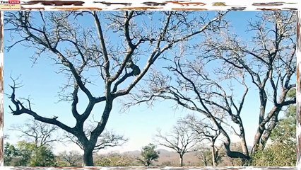 Leopardos Trapezistas e Voadores Caçando Macacos