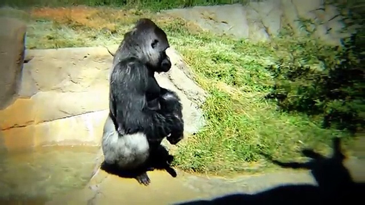 À drôle singes partie le le le le la Zoo |