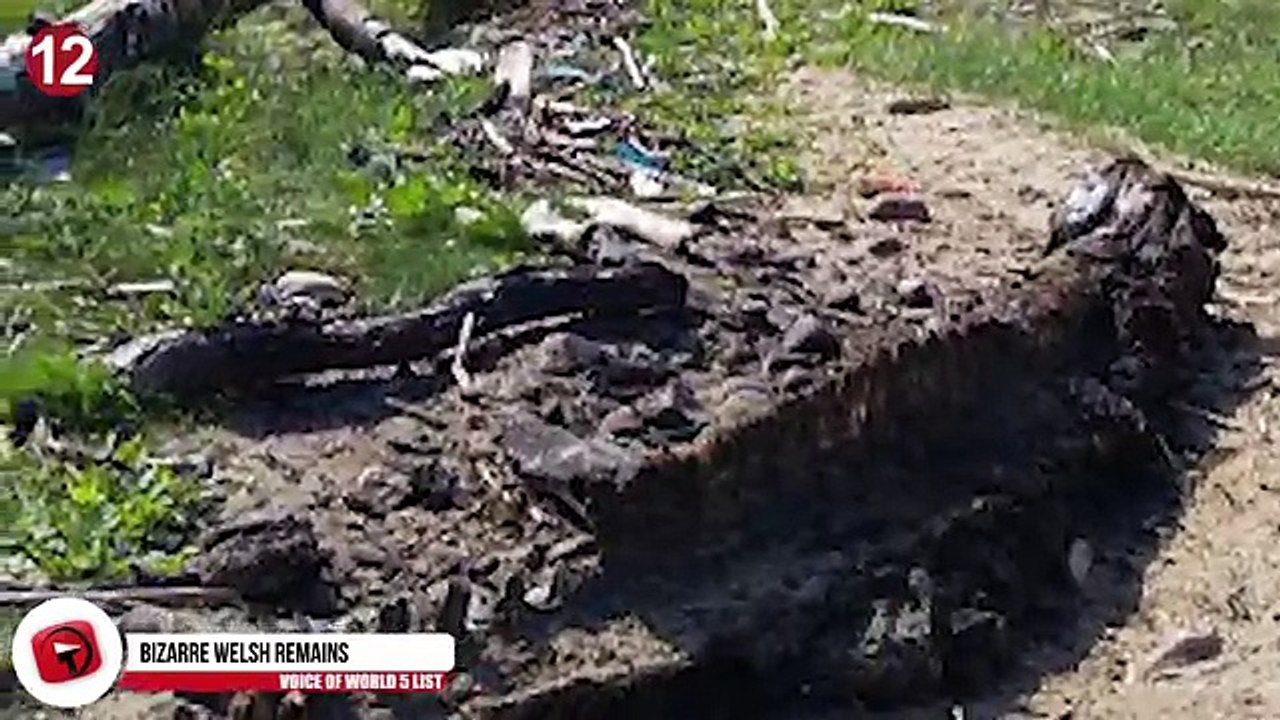 13 Strangest Creatures Found on the Beach