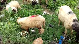 Animals Video for Children | Farm Animals for kids | Animals sound | Goat and Sheep