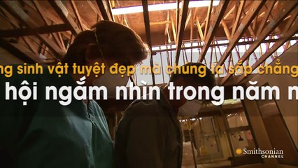 Những sinh vật tuyệt đẹp mà chúng ta sắp chẳng còn cơ hội ngắm nhìn trong năm nay