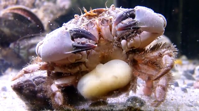 Những gã ác quỷ ký sinh có khả năng điều khiển não bộ vật chủ trong thiên nhiên