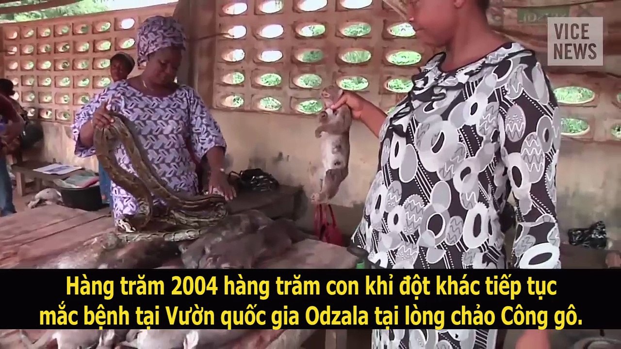 Những căn bệnh nguy hiểm đe dọa trái đất bắt nguồn từ các loài động vật