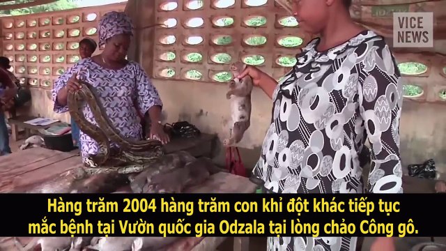 Những căn bệnh nguy hiểm đe dọa trái đất bắt nguồn từ các loài động vật