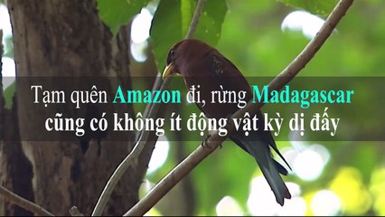 Tạm quên Amazon đi, rừng Madagascar cũng có không ít động vật kỳ dị đấy