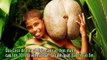 Cận cảnh quả dừa Coco De Mer mang hình dáng nhạy cảm nhất quả đất
