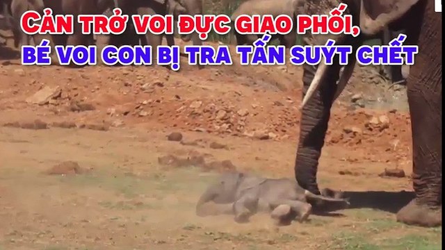 Cản trở voi đực giao phối, bé voi con bị tra tấn suýt chết