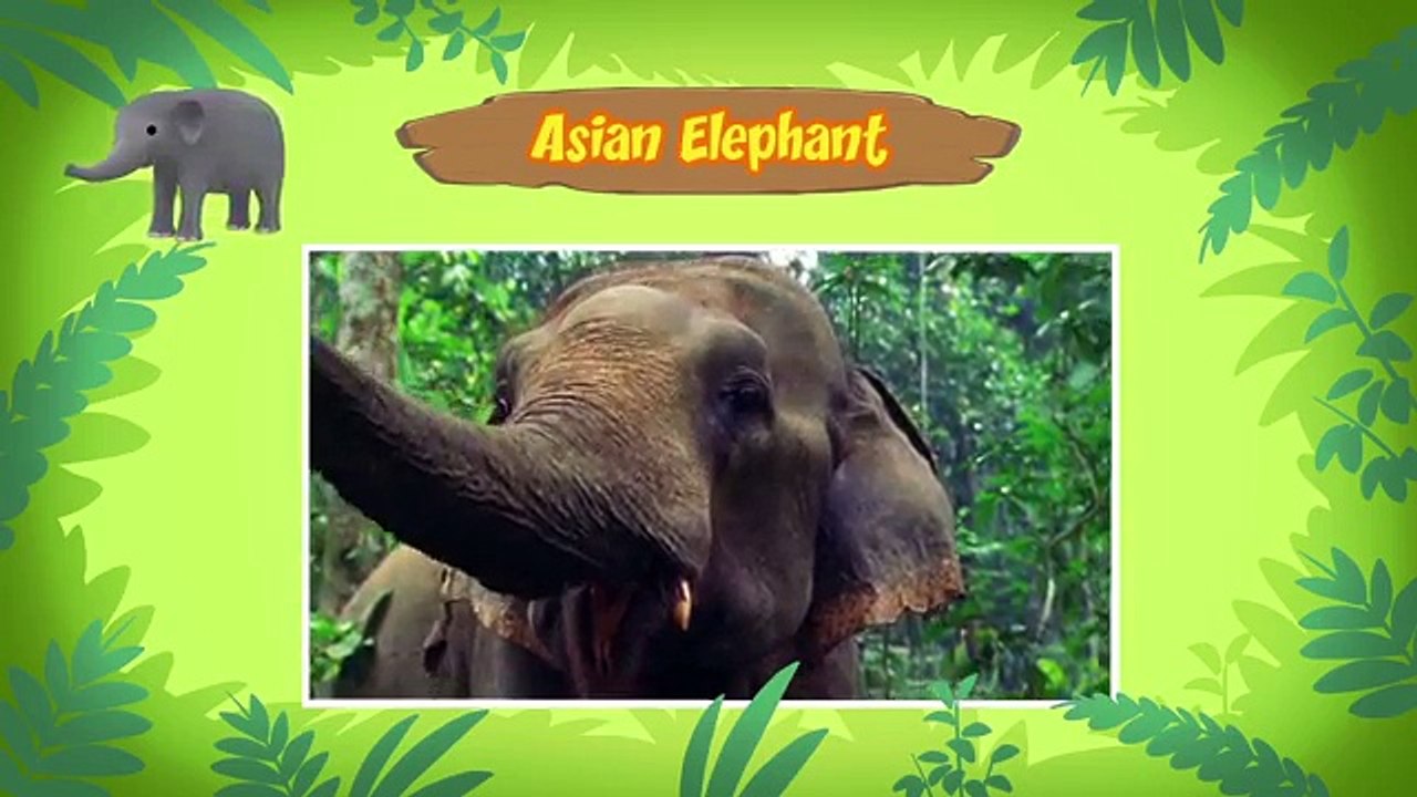 Cartoon | Asian Elephant | Learning For Kids | Leo The Wildlife Ranger #122