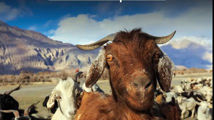 Tại sao mắt loài dê lại ghê như vậy?