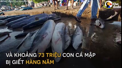 Tận mắt chứng kiến món súp khủng khiếp làm từ vi cá mập