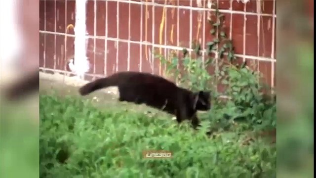 Trận chiến không tưởng: 5 con mèo đầu hàng siêu chuột