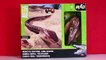 GIANT KING COBRA SNAKE Playset Toy Video for Kids by Animal Planet Toypals.tv