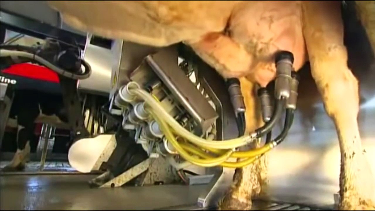 Intelligent Technology Smart Farming Automatic Cow Milking Machine, Feeding, Cleaning, Was