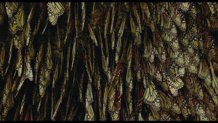 Flight of the Butterflies (2012) - Official Trailer (HD)