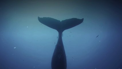 Humpback Whales - Clip: Humpback Songs