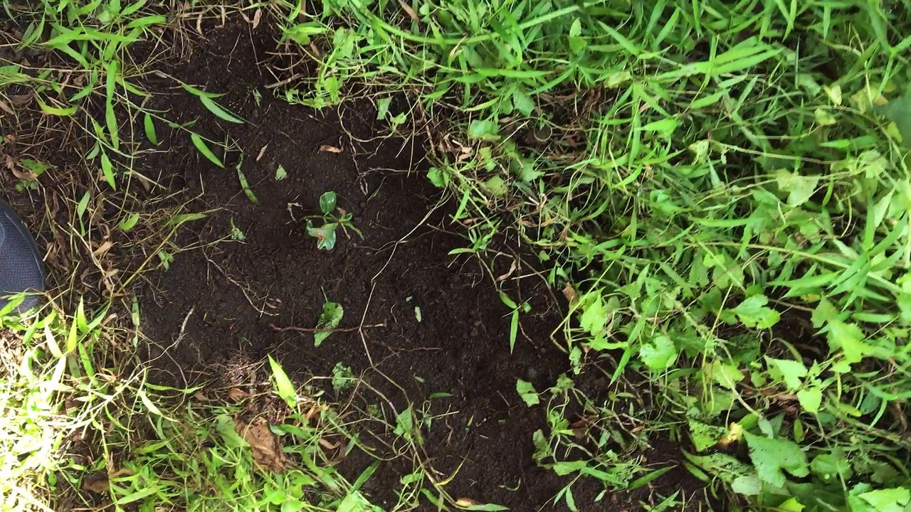 Tree planting at jungle