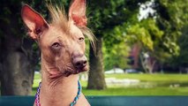5 Weirdest Dog Breeds You Will Ever See!