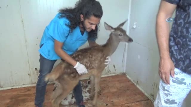 Türkiye'de İlk Defa Bir Geyik Yavrusuna Katarak Ameliyatı Yapıldı