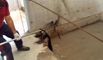 Suda mahsur kalan köpeğin kurtarılma anı kamerada