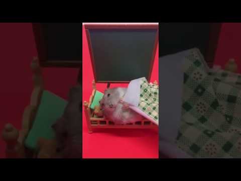 Relaxed Hamster Interrupted in Bed