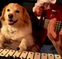 Gitar Çalan Sahibine Ksilofon İle Eşlik Eden Köpek İzlenme Rekoru Kırdı