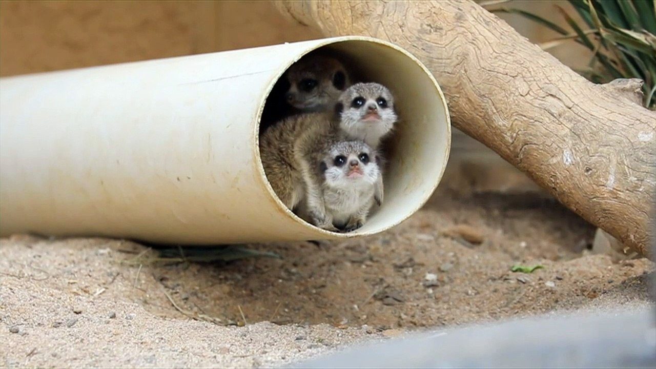 Meerkat pups find their feet at Aussie Zoo