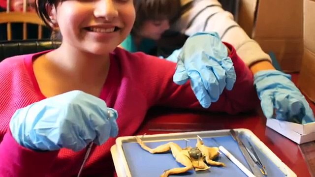 Dissecting a frog Home School Science- Day 523 | ActOutGames