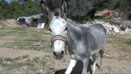 Muğla Saldırdığı Sahibinin Parmağını Kopardı