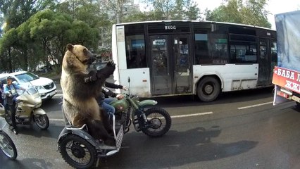 Un ours sur un side-car