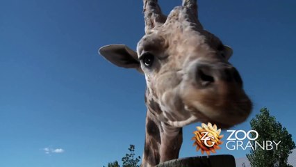 La-savane-africaine-au-Zoo-de-Granby