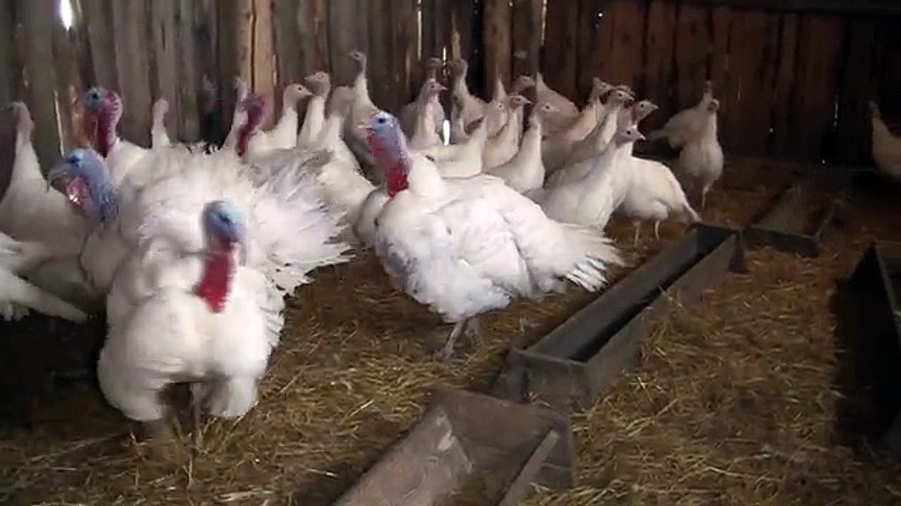 Содержание индеек. Фермерское хозяйство Воложанина