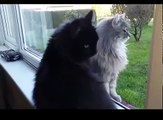Funny Cats | Best Funny Cat Videos Ever | Funny Kitty Cat Vines Compilation №52