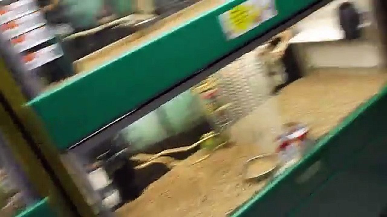 Getting a Robo Dwarf Hamster at Pet Supplies Plus