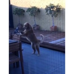 Ce chien fait tout pour devenir pote avec... un OISEAU !!