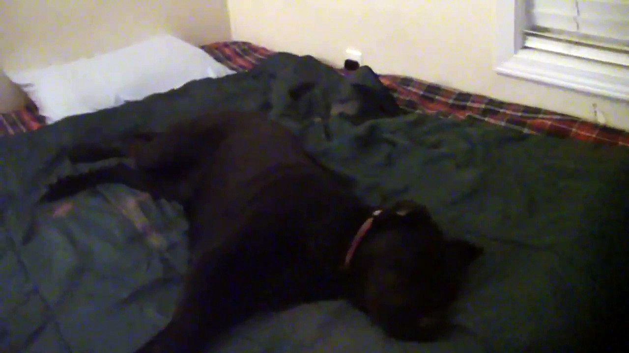 Enormes ronflements de ce chien !!! Plus fort que ton grand-père !